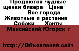 Продаются чудные щенки бивера › Цена ­ 25 000 - Все города Животные и растения » Собаки   . Ханты-Мансийский,Югорск г.